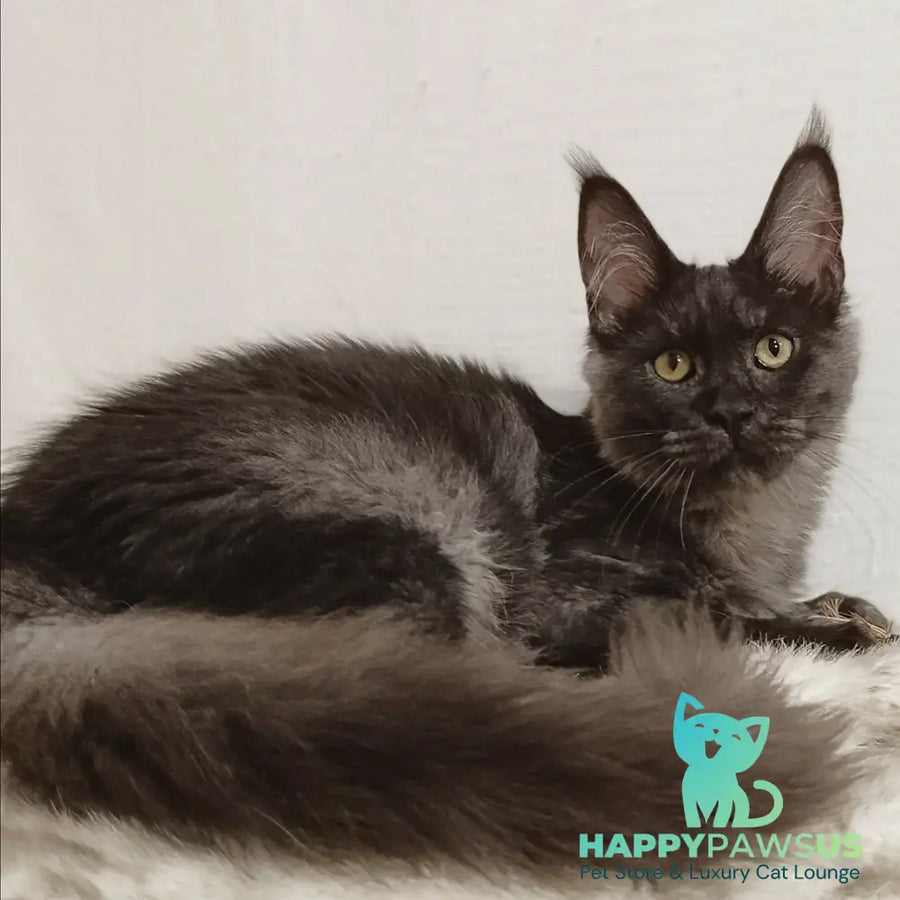 Dominika Maine Coon female black silver - live animals