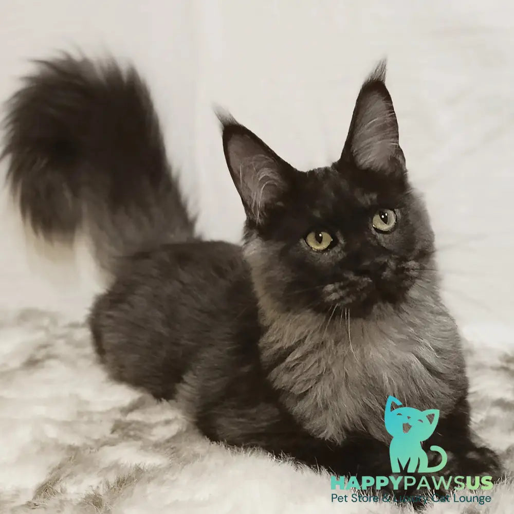 Dominika Maine Coon female black silver - live animals