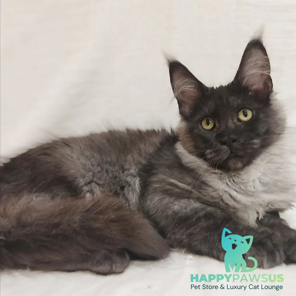 Dominika Maine Coon female black silver - live animals