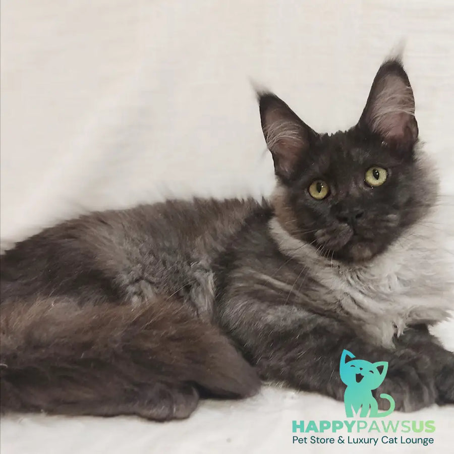Dominika Maine Coon female black silver - live animals