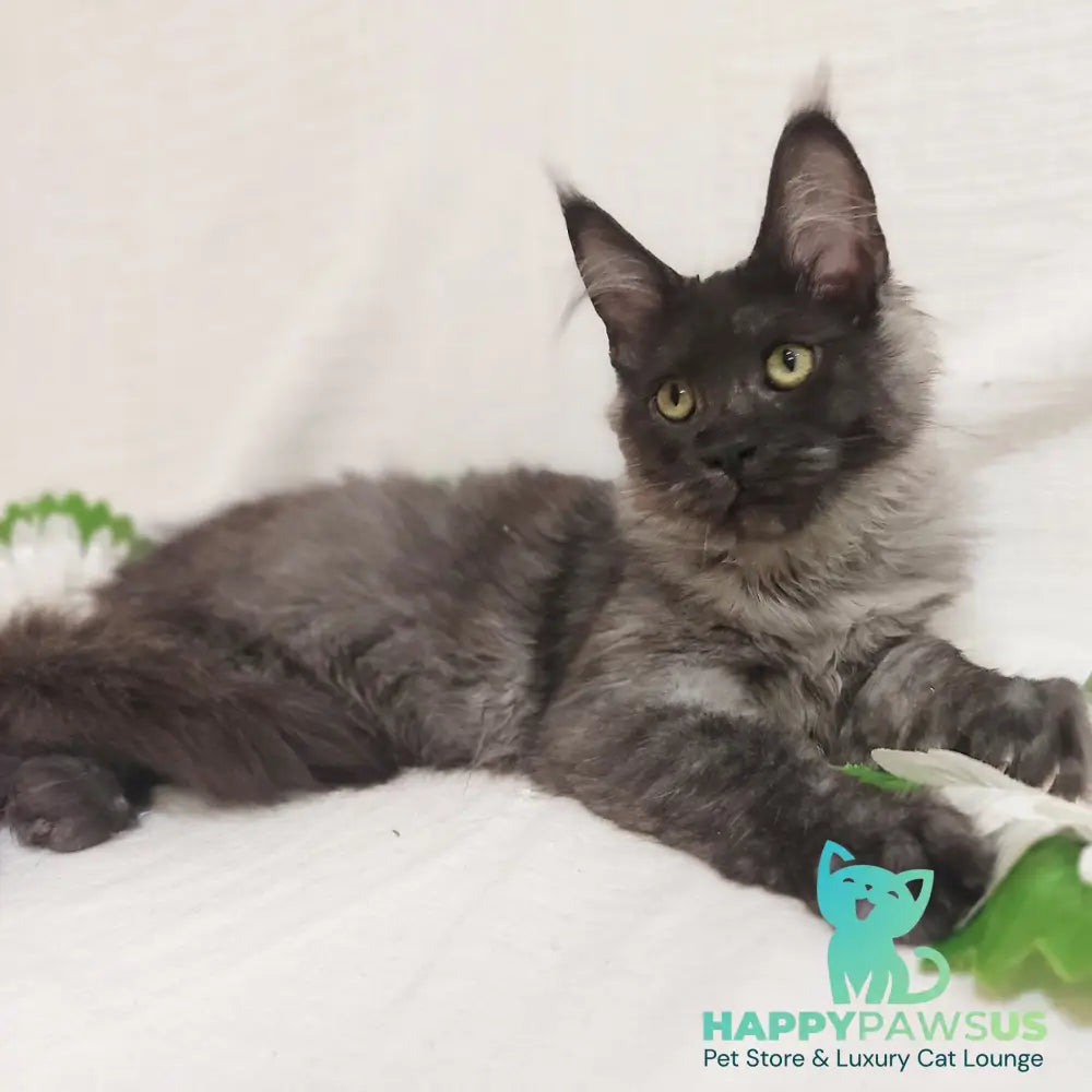 Dominika Maine Coon female black silver - live animals
