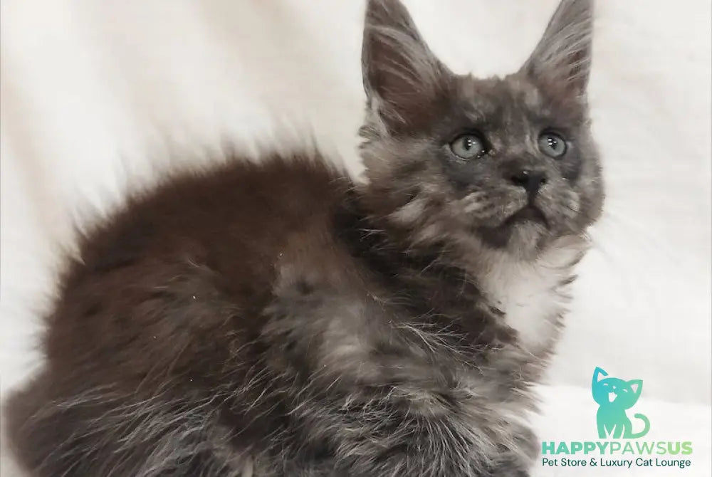 Dominika Maine Coon female black silver - live animals