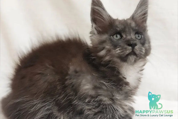 Dominika Maine Coon female black silver - live animals