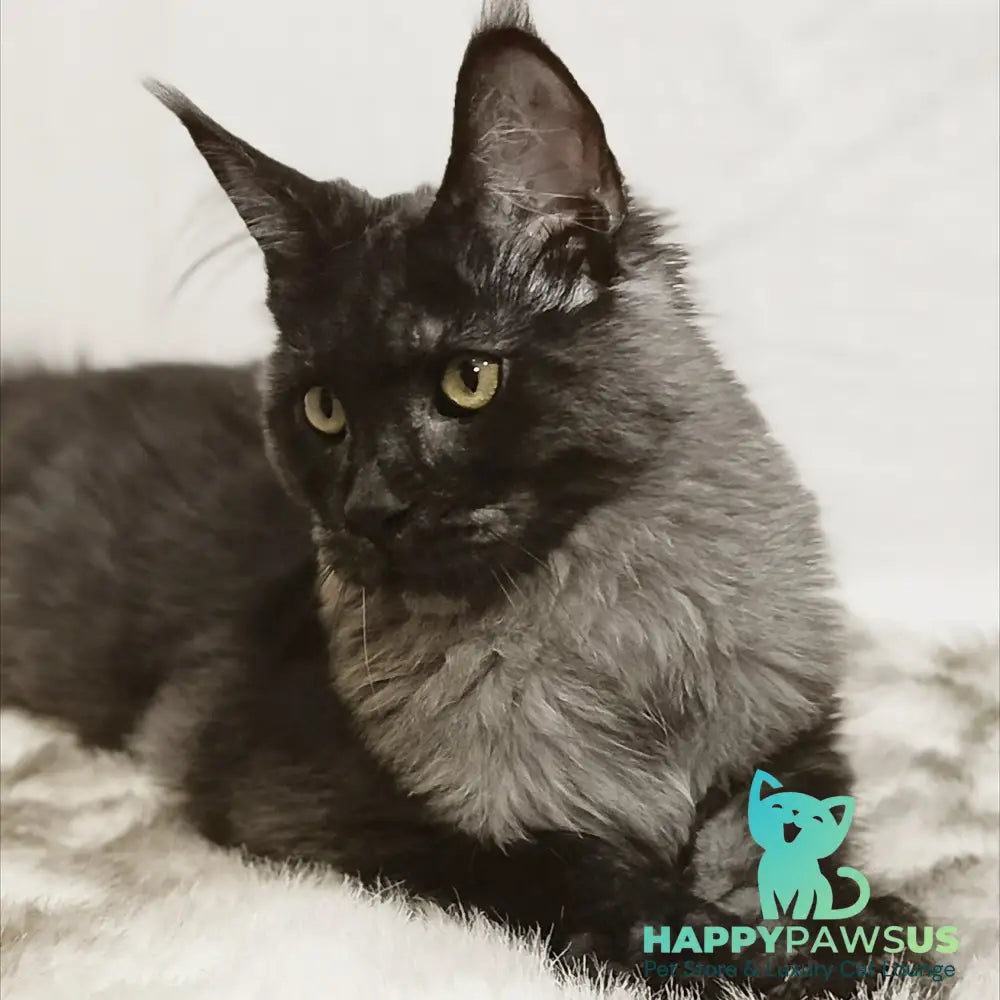 Dominika Maine Coon female black silver - live animals