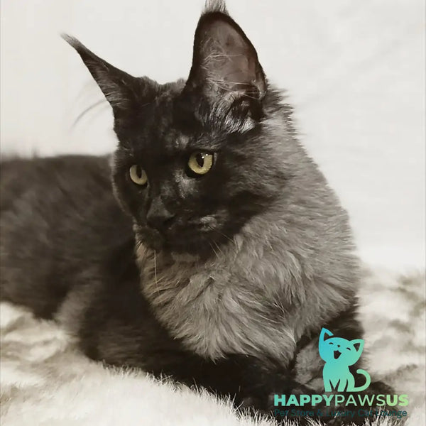 Dominika Maine Coon female black silver - live animals