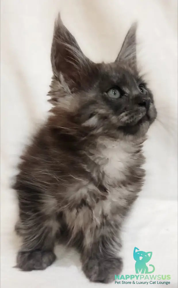 Dominika Maine Coon female black silver - live animals