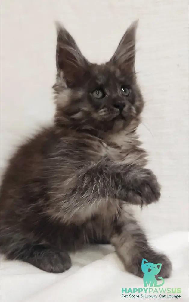 Dominika Maine Coon female black silver - live animals