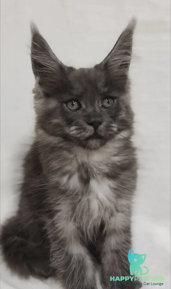 Dominika Maine Coon female black silver - live animals