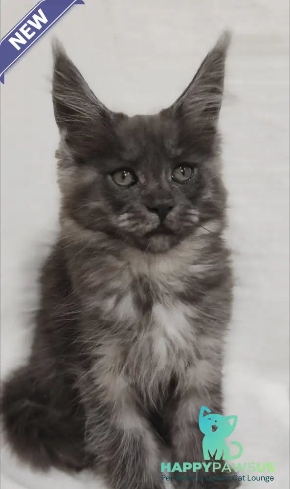 Dominika Maine Coon female black silver - live animals