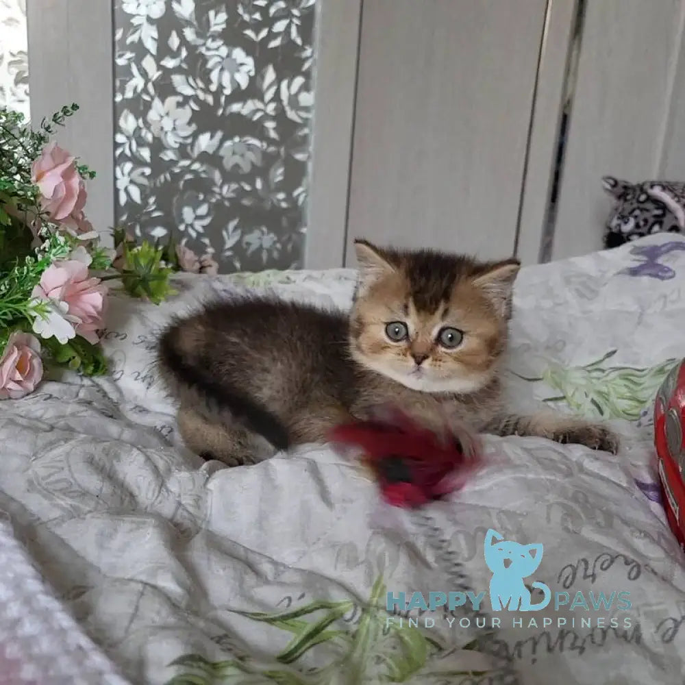 Dominika Scottish Straight female black golden ticked tabby live animals