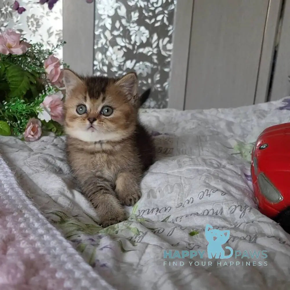 Dominika Scottish Straight female black golden ticked tabby live animals
