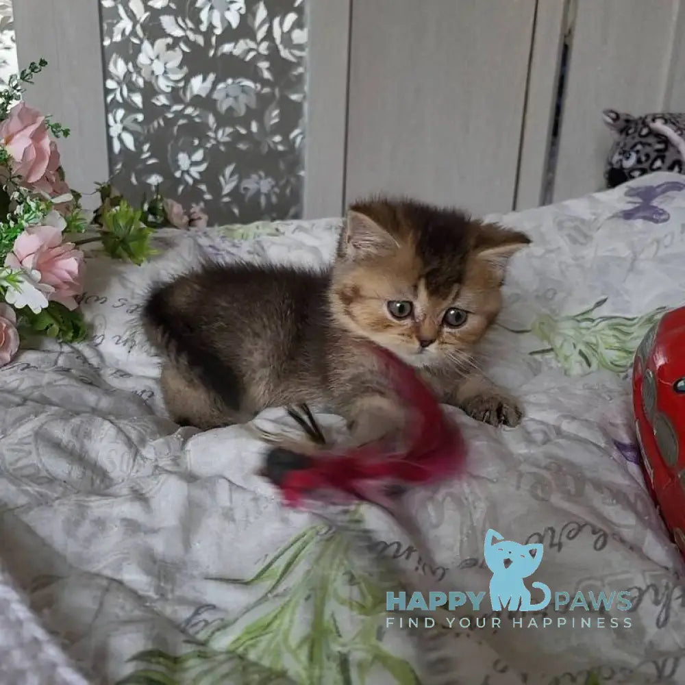 Dominika Scottish Straight female black golden ticked tabby live animals
