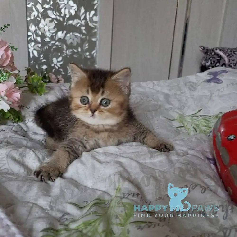 Dominika Scottish Straight female black golden ticked tabby live animals