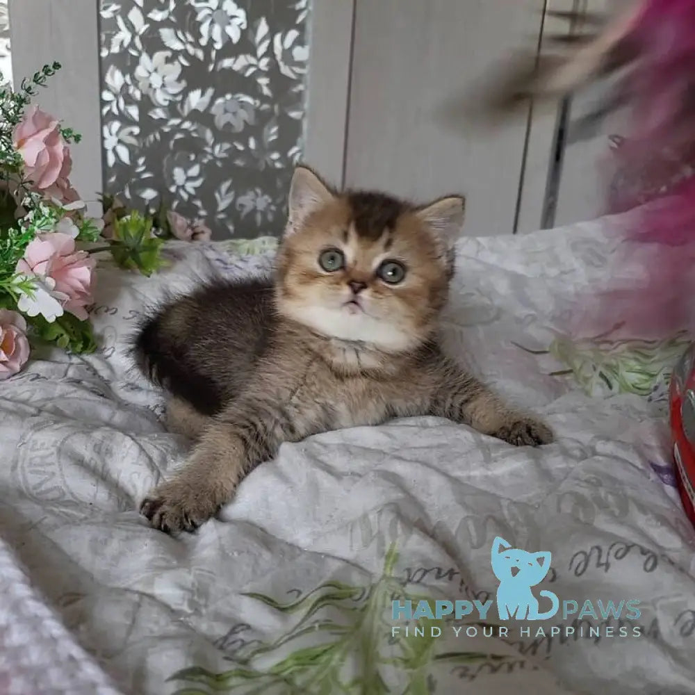 Dominika Scottish Straight female black golden ticked tabby live animals