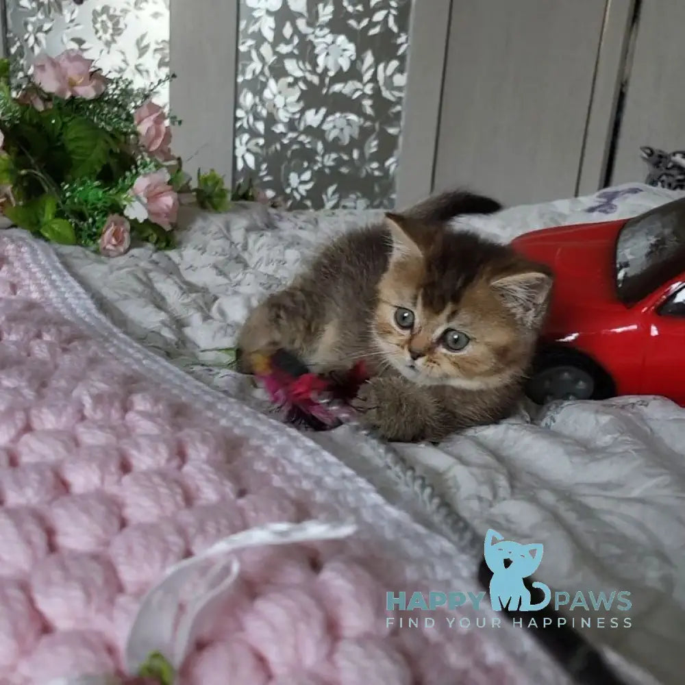 Dominika Scottish Straight female black golden ticked tabby live animals