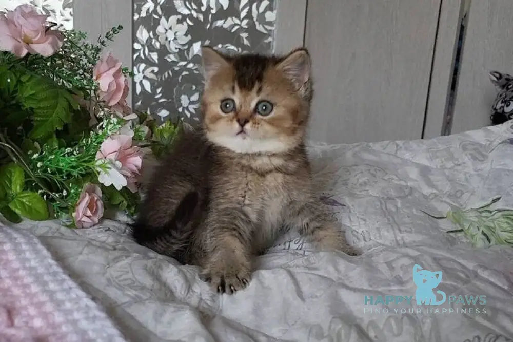 Dominika Scottish Straight female black golden ticked tabby live animals