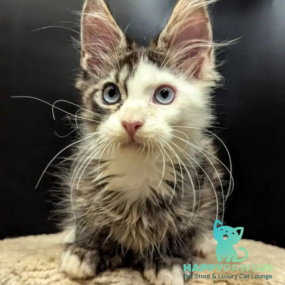 Domino Maine Coon polydactyl 6x6x6x6 male black ticked tabby bicolour - live animals
