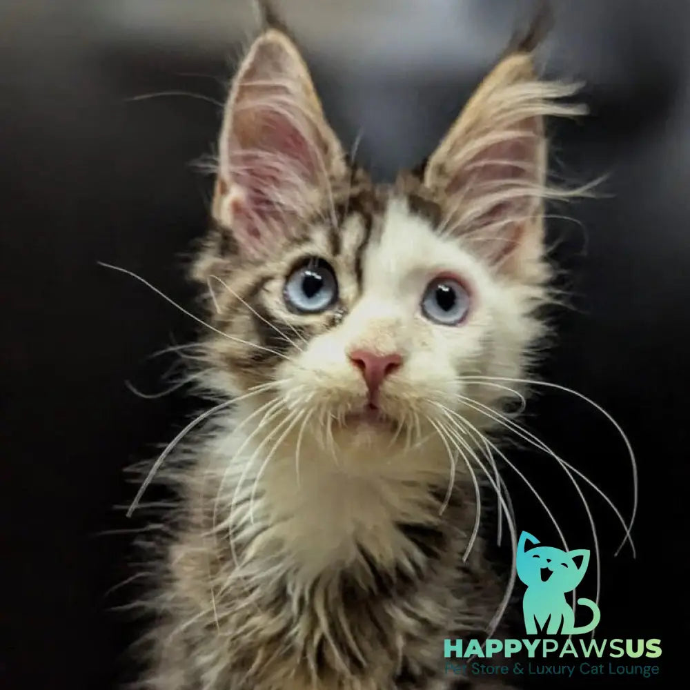 Domino Maine Coon polydactyl 6x6x6x6 male black ticked tabby bicolour - live animals