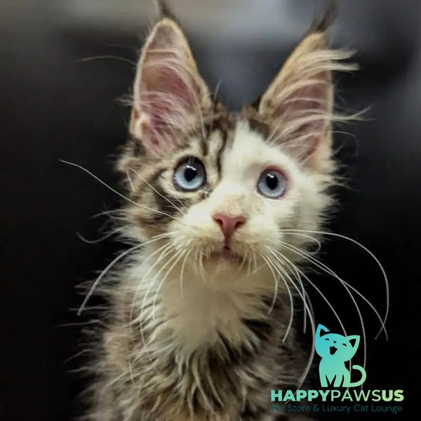 Domino Maine Coon polydactyl 6x6x6x6 male black ticked tabby bicolour - live animals