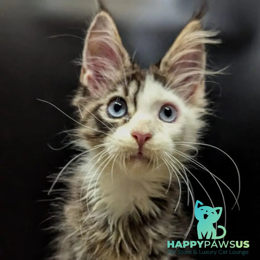 Domino Maine Coon polydactyl 6x6x6x6 male black ticked tabby bicolour - live animals
