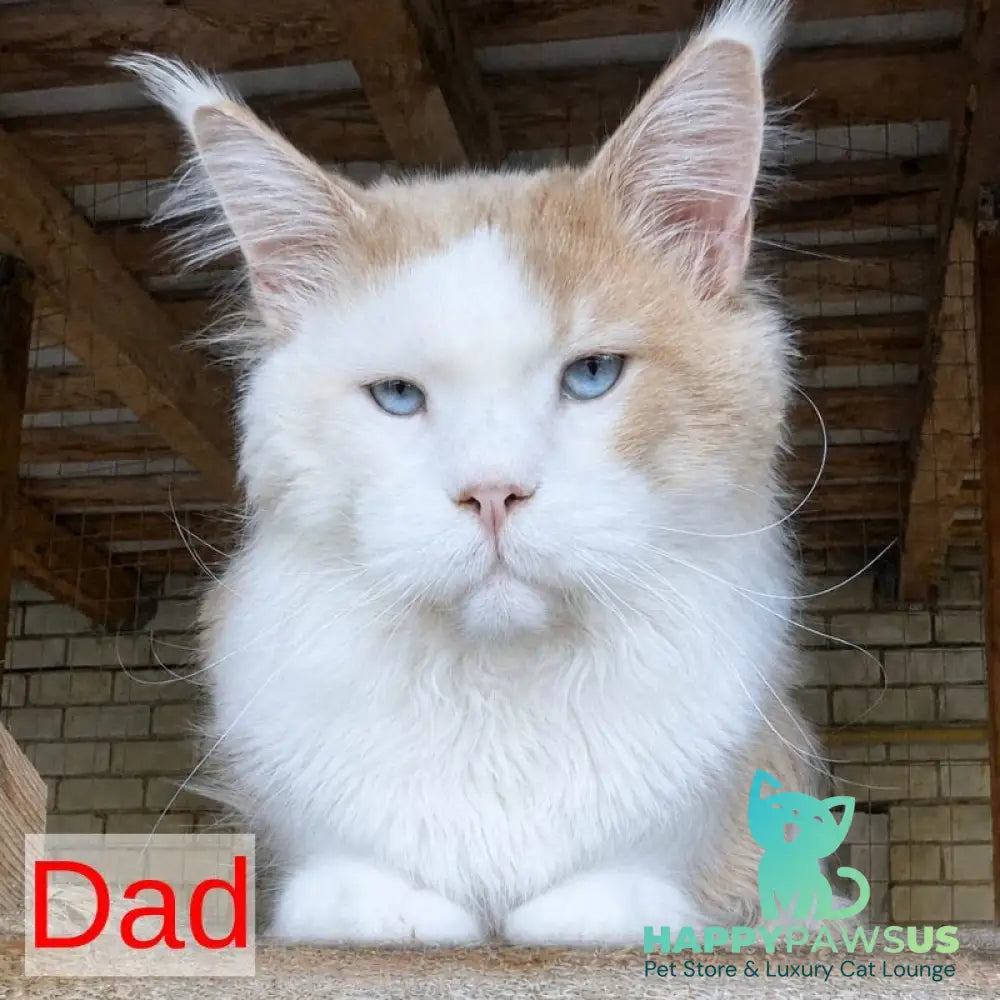 Domino Maine Coon polydactyl 6x6x6x6 male black ticked tabby bicolour - live animals