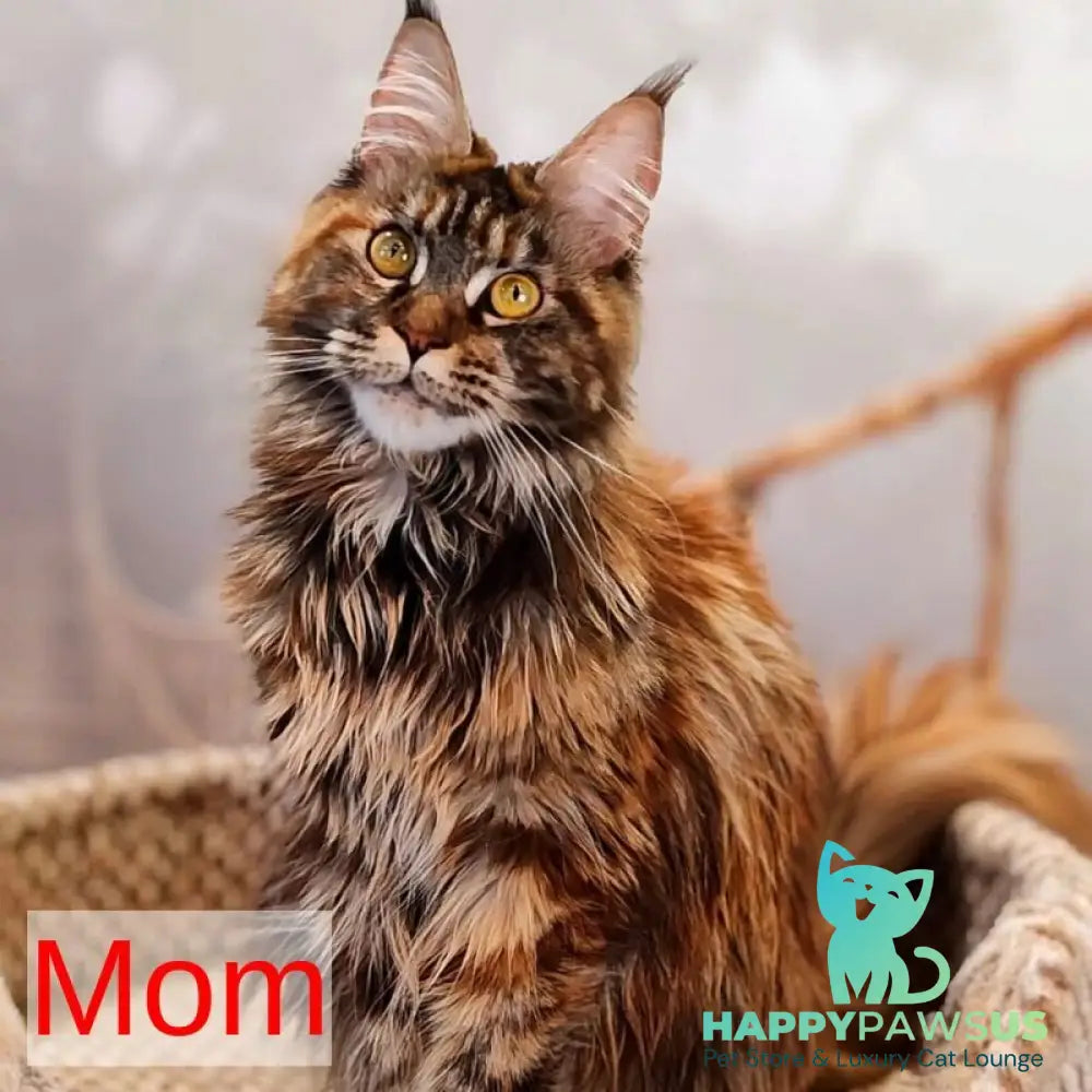Domino Maine Coon polydactyl 6x6x6x6 male black ticked tabby bicolour - live animals