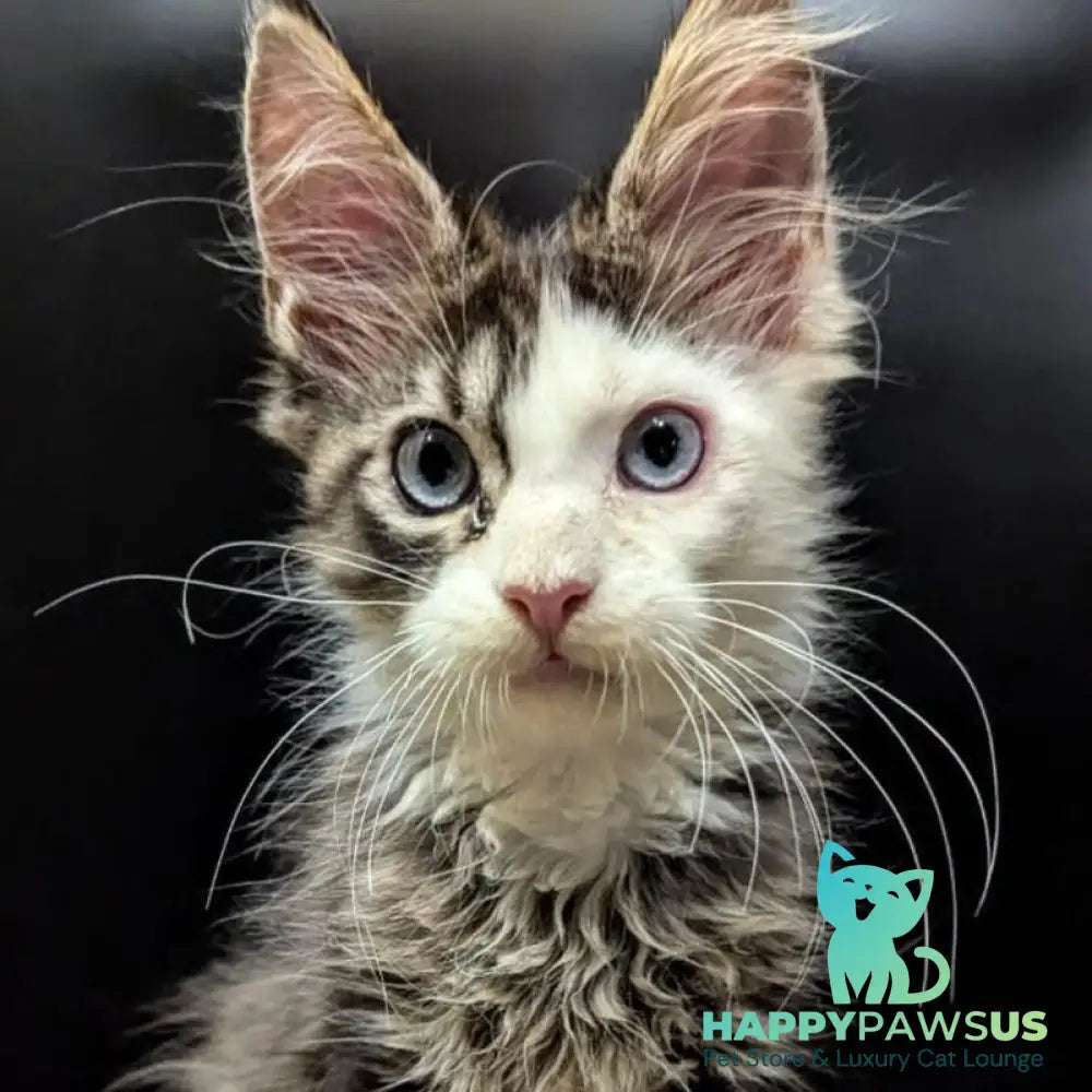 Domino Maine Coon polydactyl 6x6x6x6 male black ticked tabby bicolour - live animals