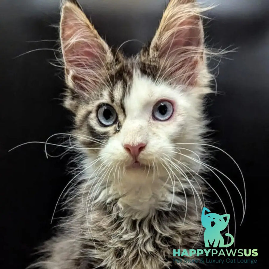 Domino Maine Coon polydactyl 6x6x6x6 male black ticked tabby bicolour - live animals