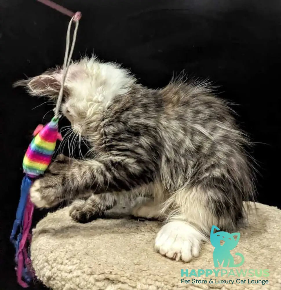 Domino Maine Coon polydactyl 6x6x6x6 male black ticked tabby bicolour - live animals