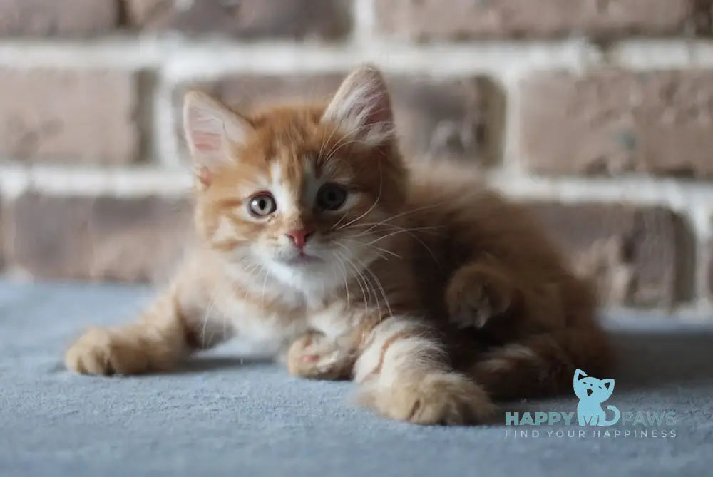 Domira Siberian female red tabby live animals