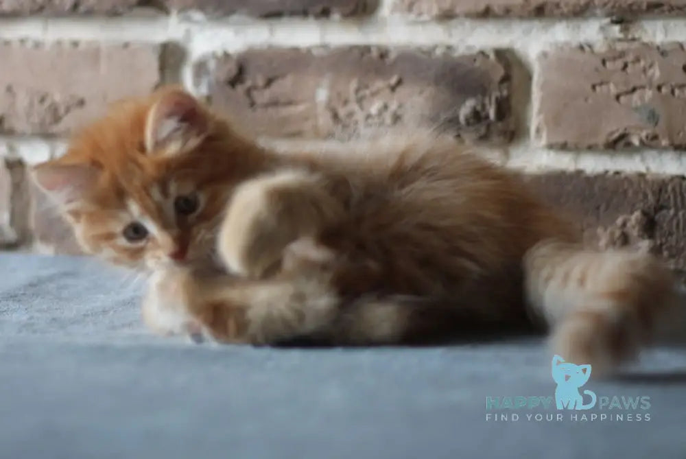 Domira Siberian female red tabby live animals