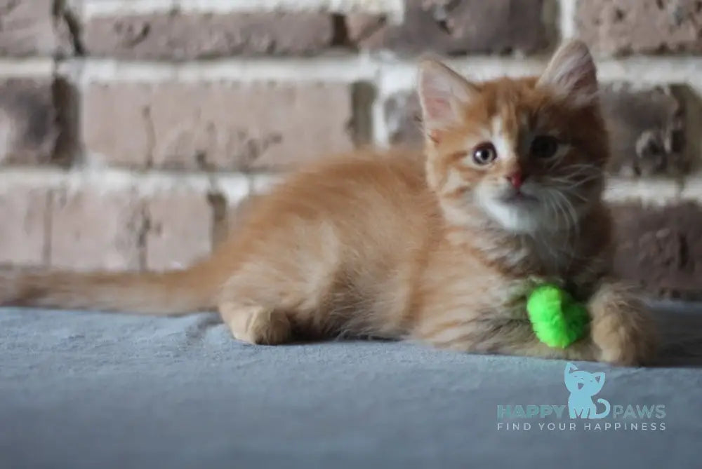 Domira Siberian female red tabby live animals