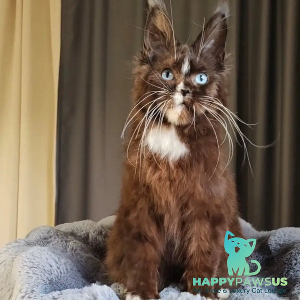 Domovoi Maine Coon male black silver with white - live animals