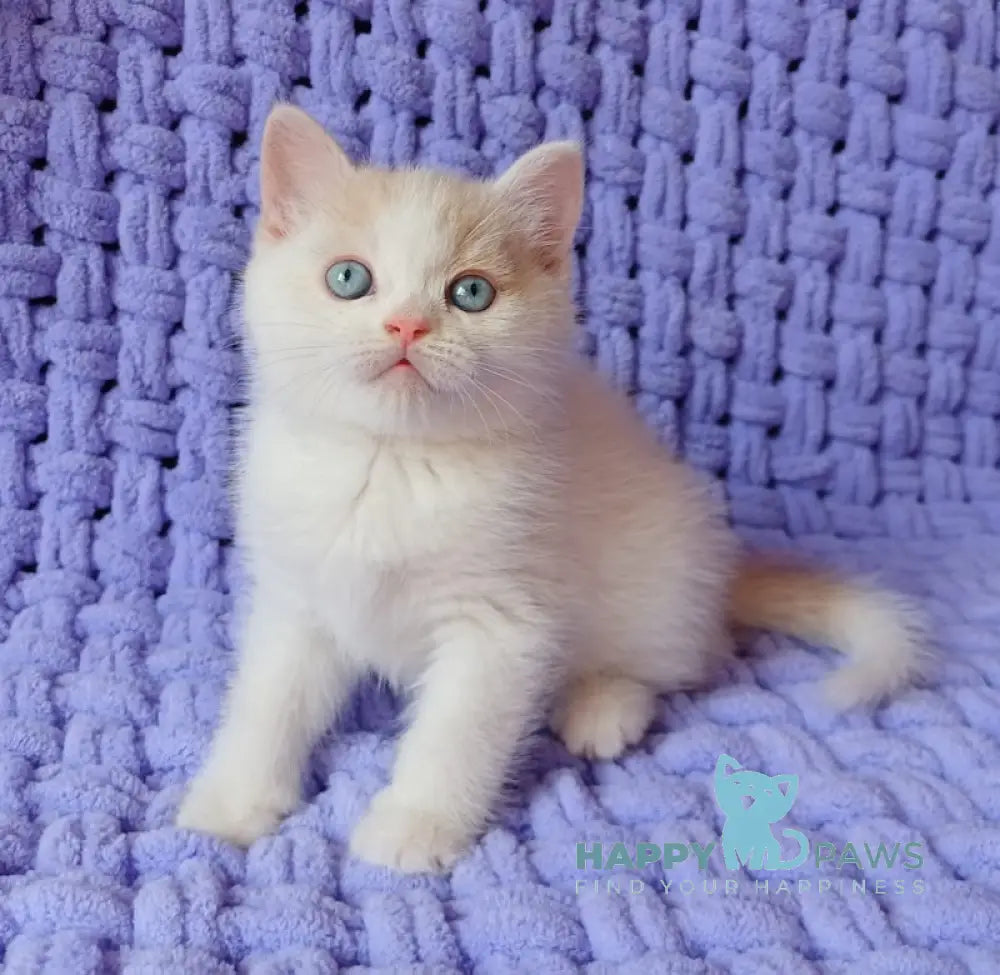 Don British Shorthair male cream van live animals