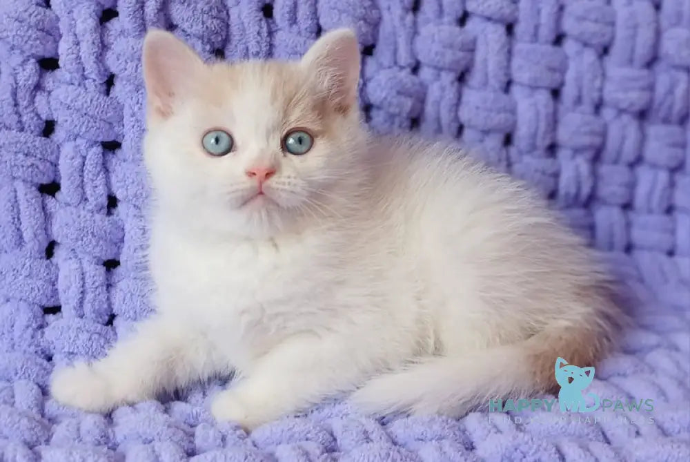 Don British Shorthair male cream van live animals