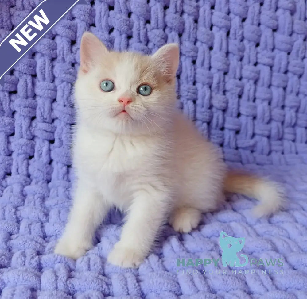 Don British Shorthair male cream van live animals
