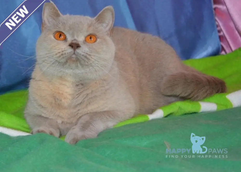 Don British Shorthair male cream van live animals