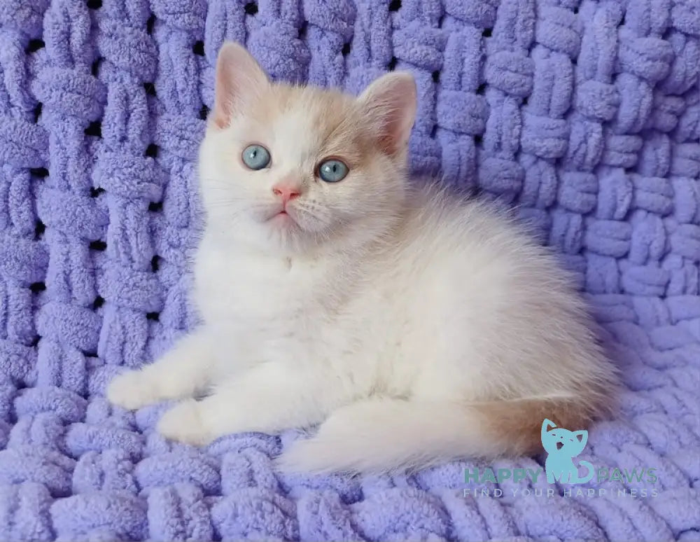 Don British Shorthair male cream van live animals