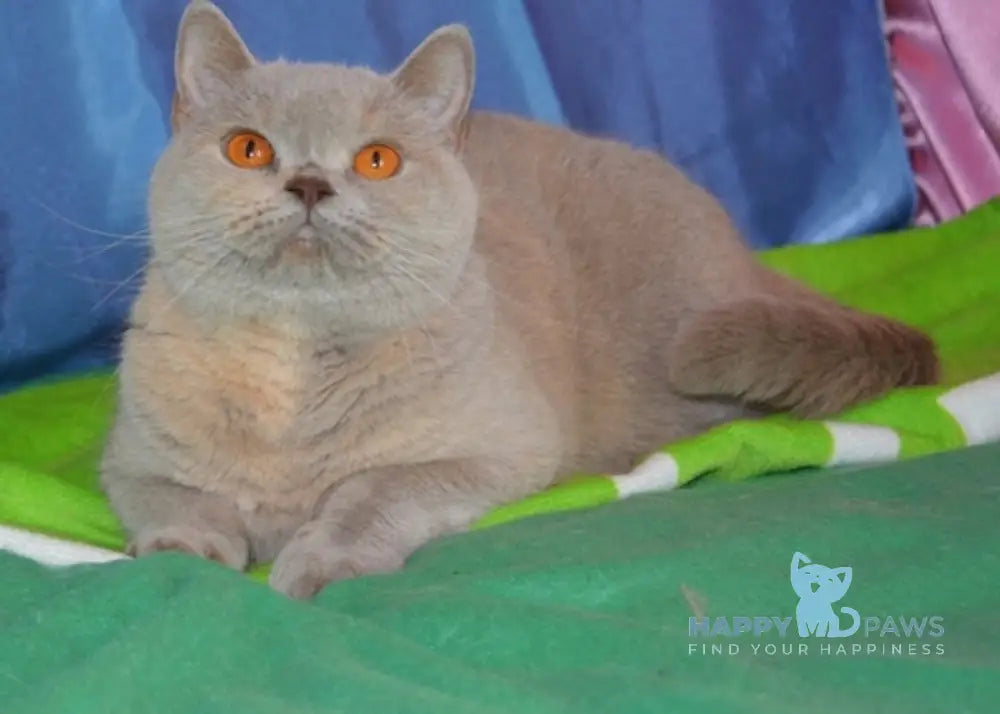 Don British Shorthair male cream van live animals