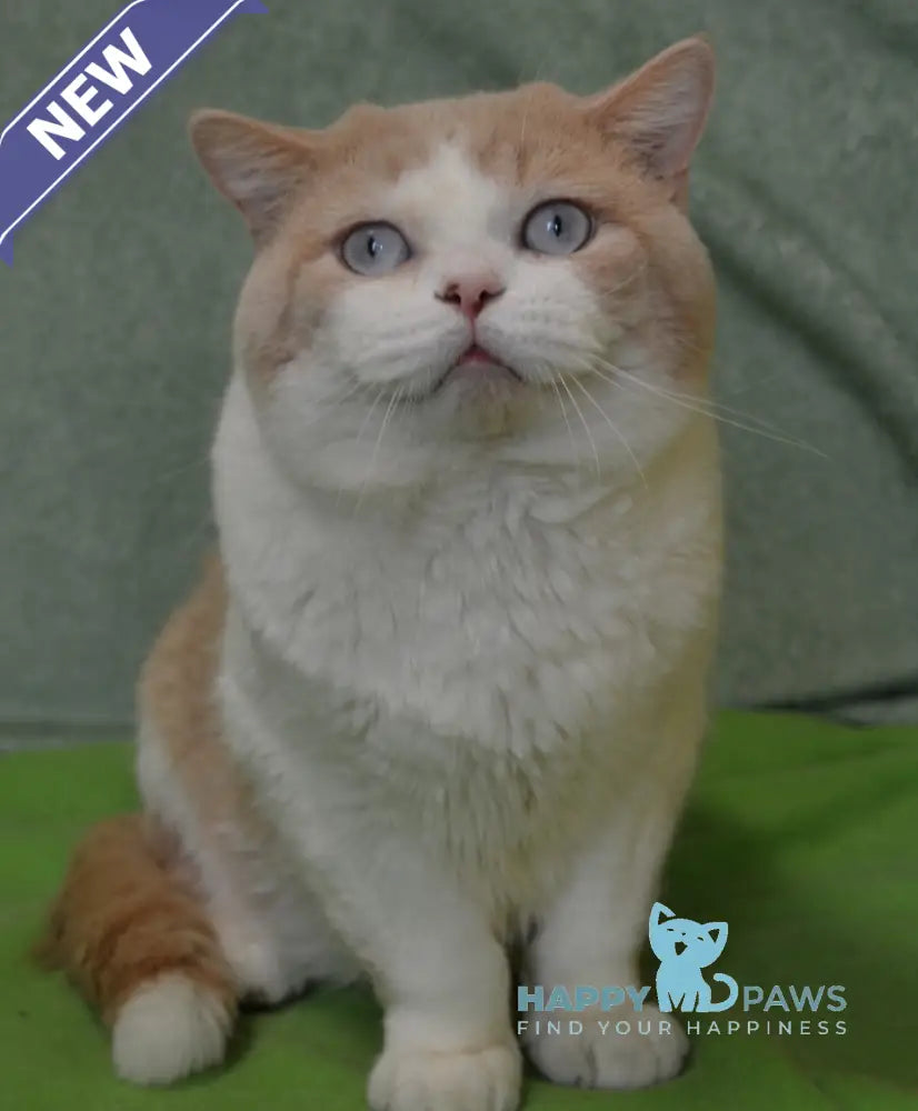 Don British Shorthair male cream van live animals