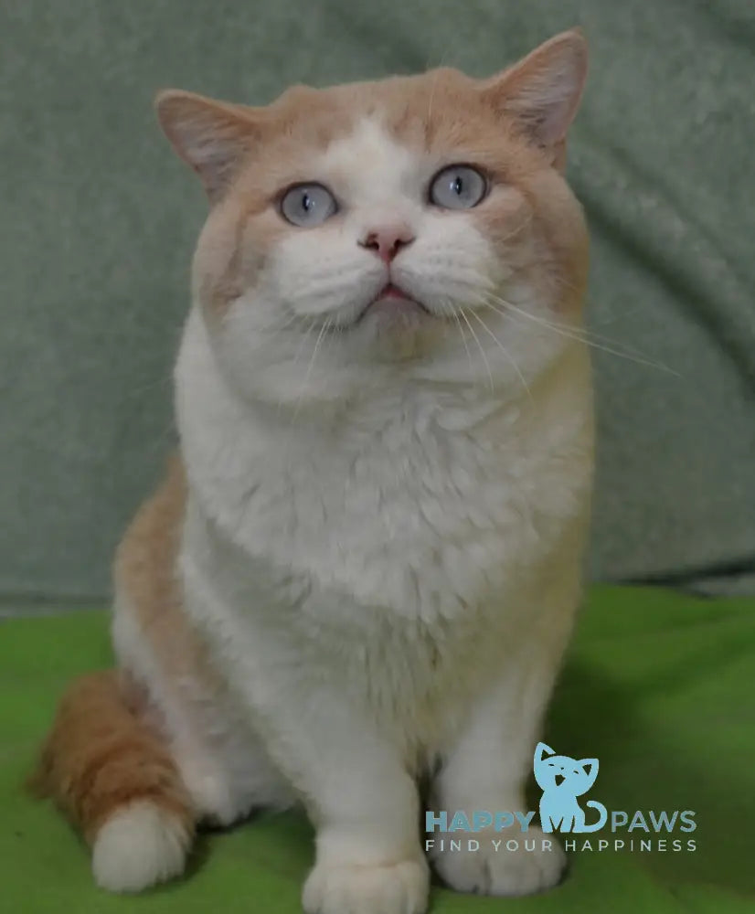 Don British Shorthair male cream van live animals