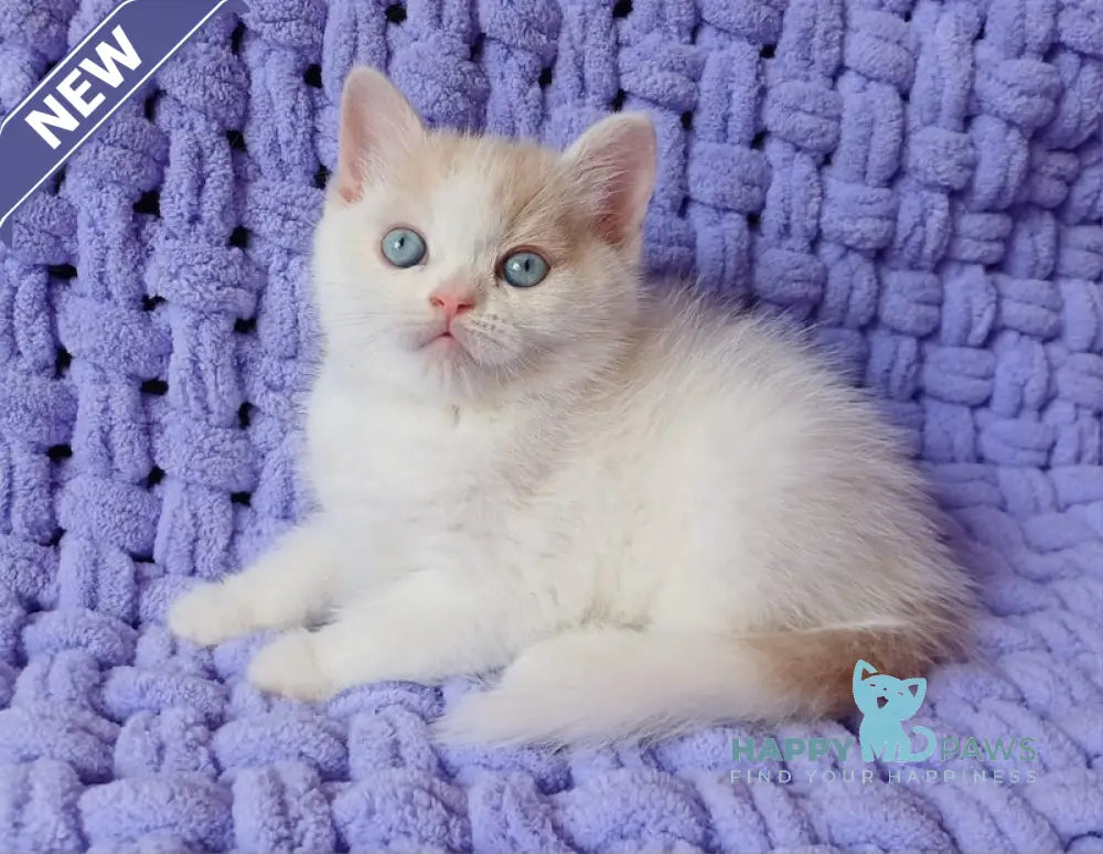 Don British Shorthair male cream van live animals