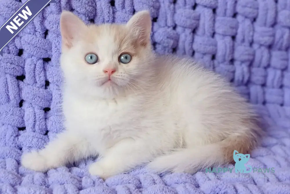 Don British Shorthair male cream van live animals