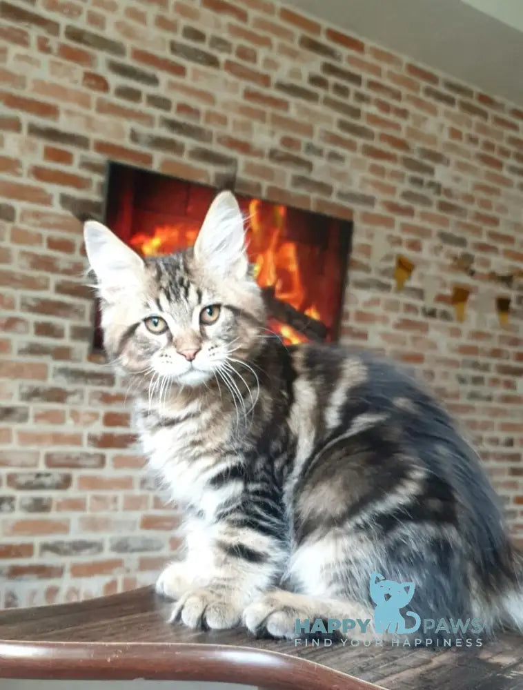 Don Juan Maine Coon male black tabby live animals