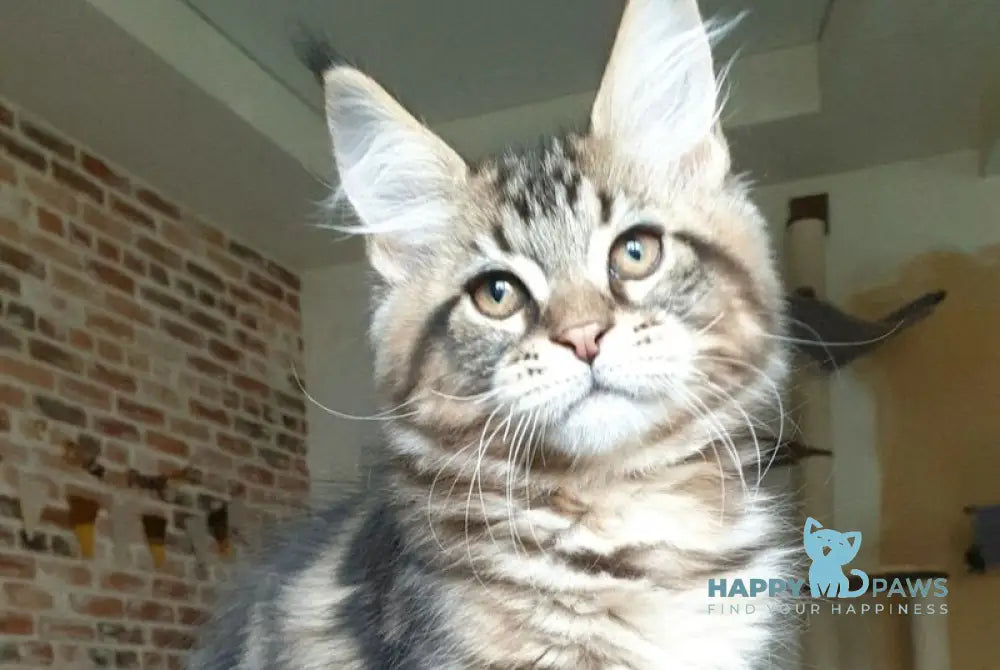 Don Juan Maine Coon male black tabby live animals