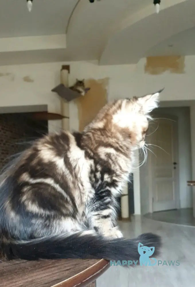 Don Juan Maine Coon male black tabby live animals