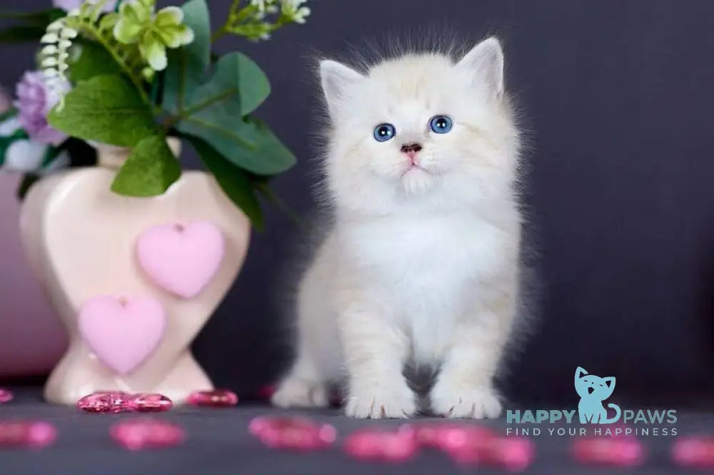 Don Juan Siberian male black silver with white tabby pointed live animals