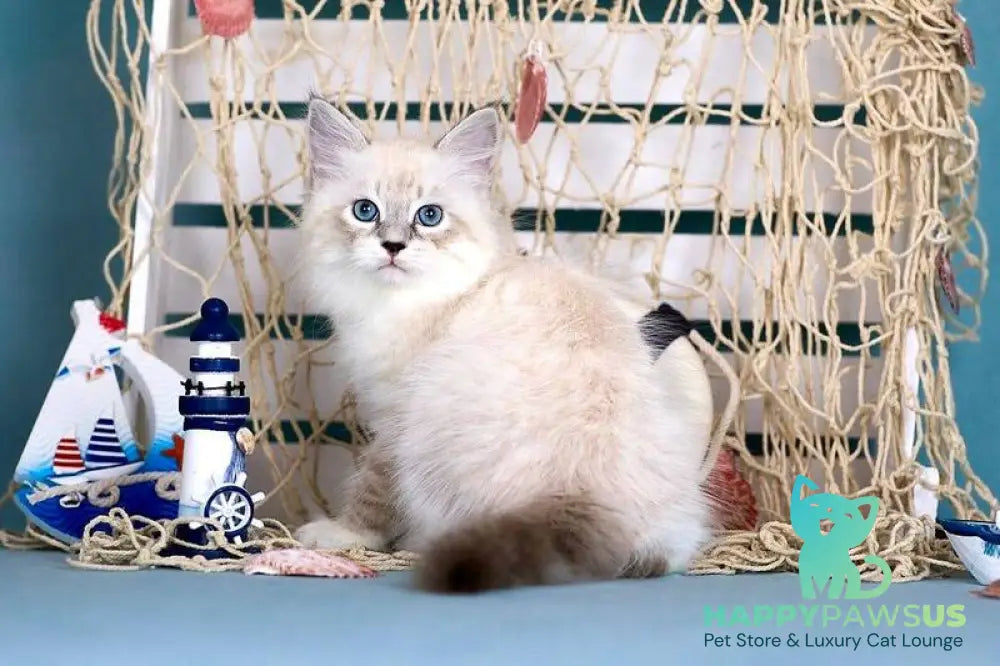 Don Juan Siberian male black silver with white tabby pointed - live animals