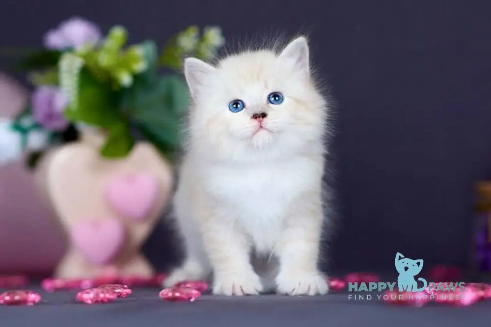 Don Juan Siberian male black silver with white tabby pointed live animals