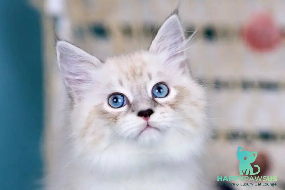 Don Juan Siberian male black silver with white tabby pointed - live animals